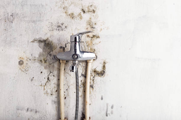 Best Insurance-Related Mold Remediation in Germantown, OH