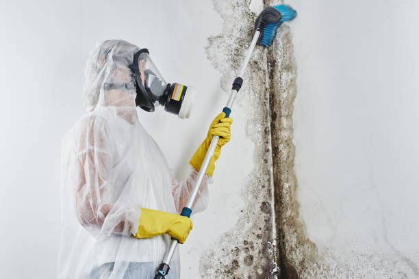 Best Attic Mold Remediation in Germantown, OH